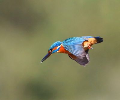 IJsvogel - Common Kingfisher