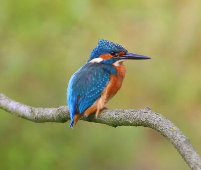 IJsvogel - Common Kingfisher