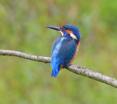 IJsvogel - Common Kingfisher