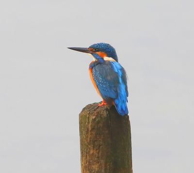 IJsvogel - Common Kingfisher