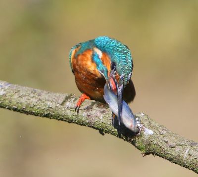 IJsvogel - Common Kingfisher