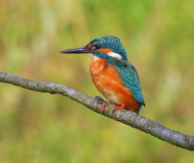 IJsvogel - Common Kingfisher