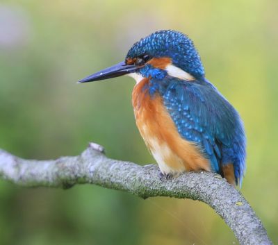 IJsvogel - Common Kingfisher