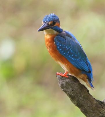 IJsvogel - Common Kingfisher