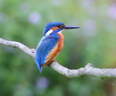 IJsvogel - Common Kingfisher