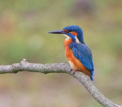 IJsvogel - Common Kingfisher