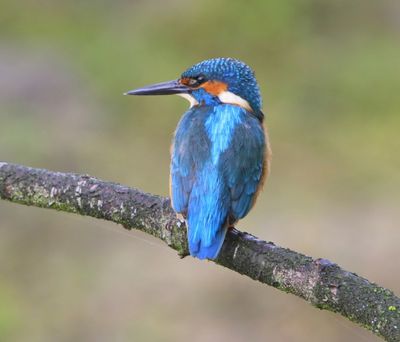 IJsvogel - Common Kingfisher