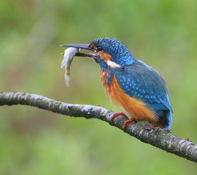 IJsvogel - Common Kingfisher