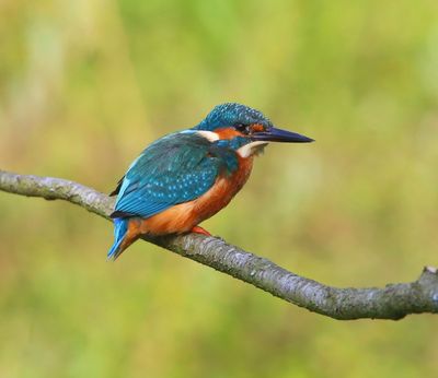 IJsvogel - Common Kingfisher