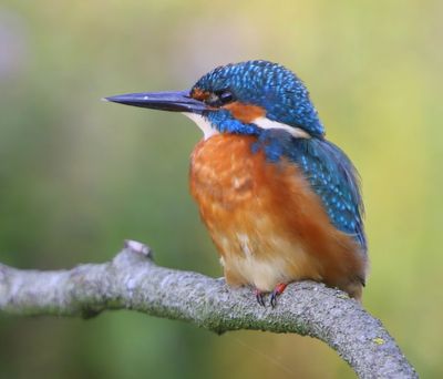 IJsvogel - Common Kingfisher