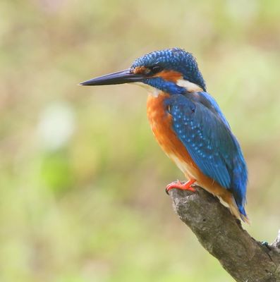 IJsvogel - Common Kingfisher