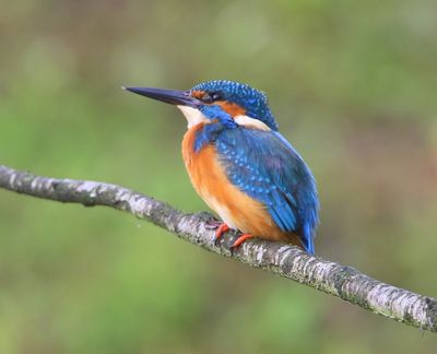 IJsvogel - Common Kingfisher