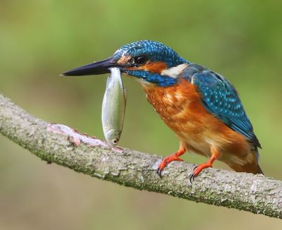 IJsvogel - Common Kingfisher