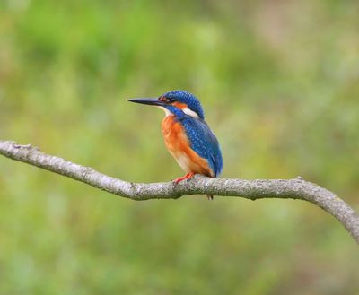 IJsvogel - Common Kingfisher