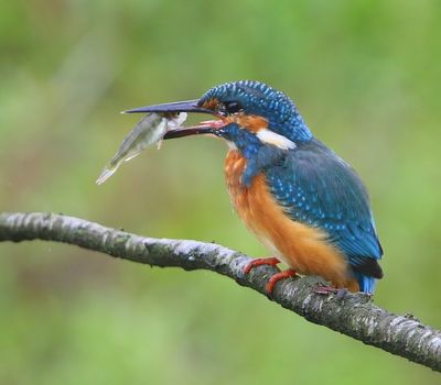 IJsvogel - Common Kingfisher