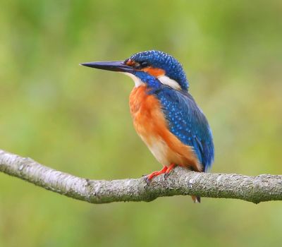 IJsvogel - Common Kingfisher