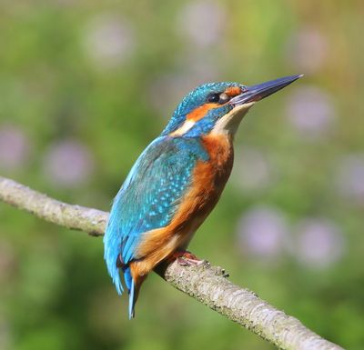 IJsvogel - Common Kingfisher