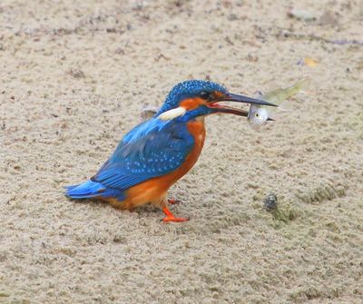 IJsvogel - Common Kingfisher
