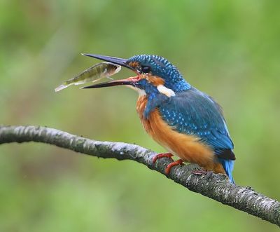 IJsvogel - Common Kingfisher