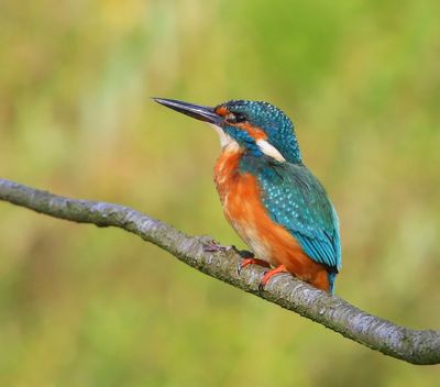 IJsvogel - Common Kingfisher