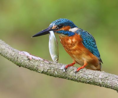 IJsvogel - Common Kingfisher