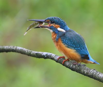 IJsvogel - Common Kingfisher