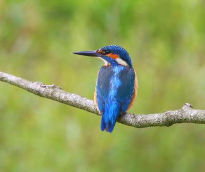 IJsvogel - Common Kingfisher