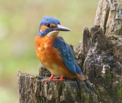 IJsvogel - Common Kingfisher