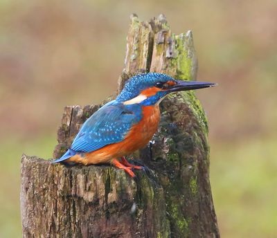 IJsvogel - Common Kingfisher
