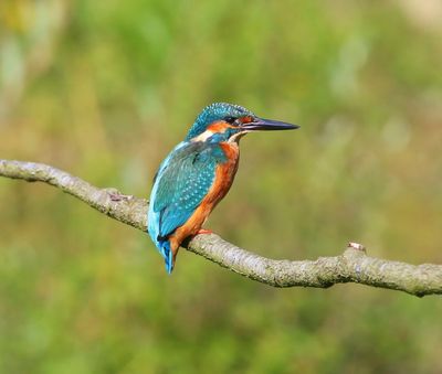 IJsvogel - Common Kingfisher
