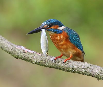 IJsvogel - Common Kingfisher