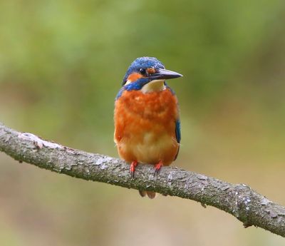 IJsvogel - Common Kingfisher