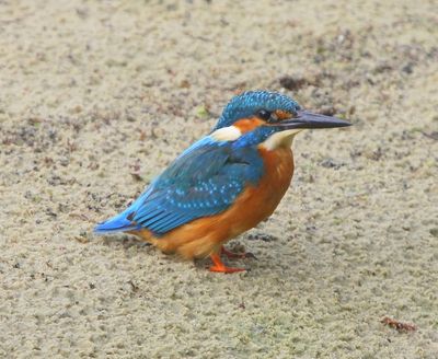IJsvogel - Common Kingfisher