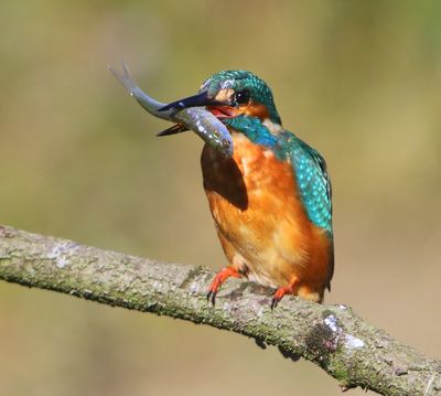 IJsvogel - Common Kingfisher