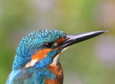 IJsvogel - Common Kingfisher