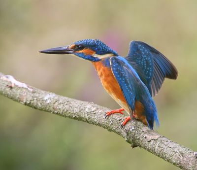 IJsvogel - Common Kingfisher