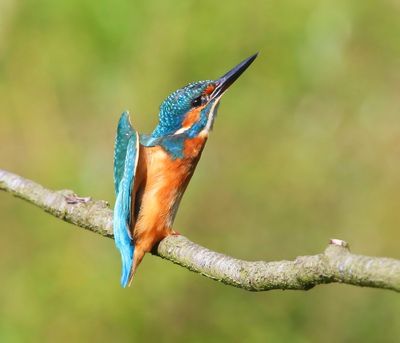 IJsvogel - Common Kingfisher
