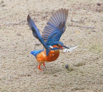 IJsvogel - Common Kingfisher