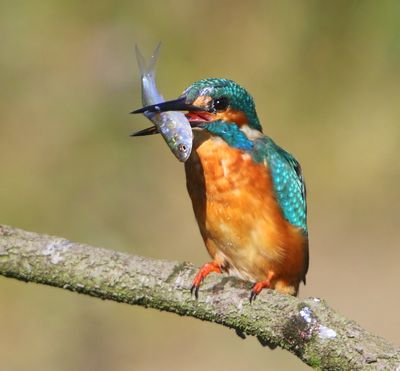 IJsvogel - Common Kingfisher