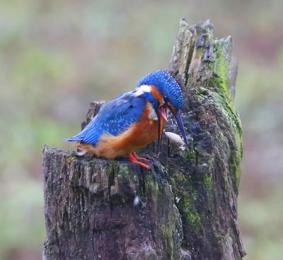 IJsvogel - Common Kingfisher