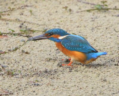 IJsvogel - Common Kingfisher