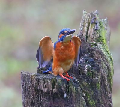 IJsvogel - Common Kingfisher