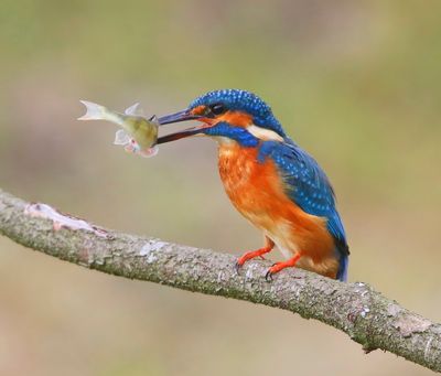 IJsvogel - Common Kingfisher
