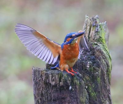 IJsvogel - Common Kingfisher