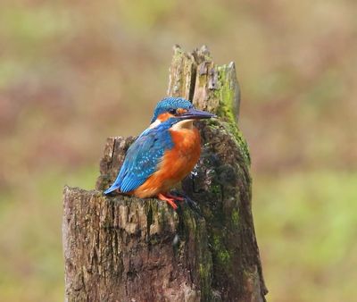 IJsvogel - Common Kingfisher