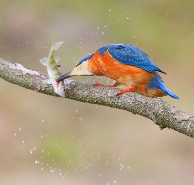 IJsvogel - Common Kingfisher