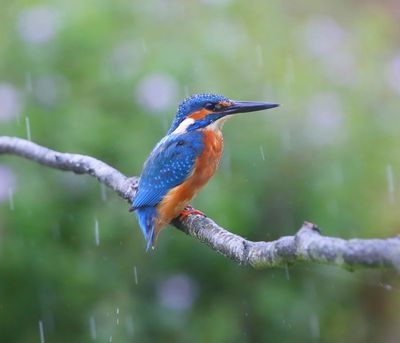 IJsvogel - Common Kingfisher