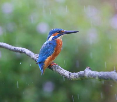 IJsvogel - Common Kingfisher