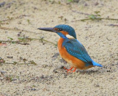 IJsvogel - Common Kingfisher