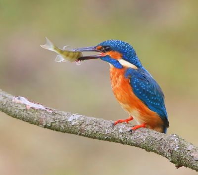 IJsvogel - Common Kingfisher
